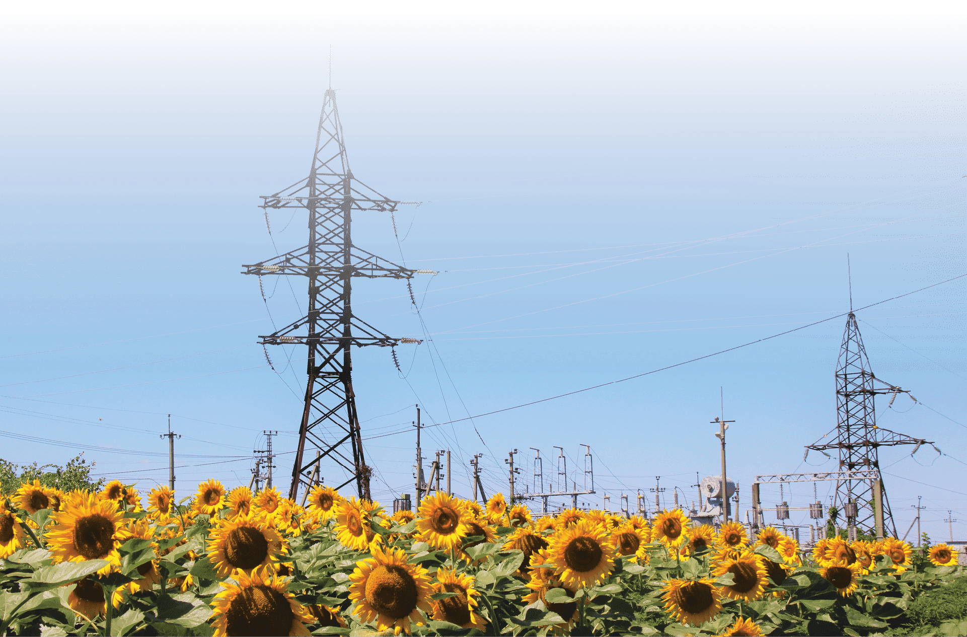 Поле_с_подсолнухами