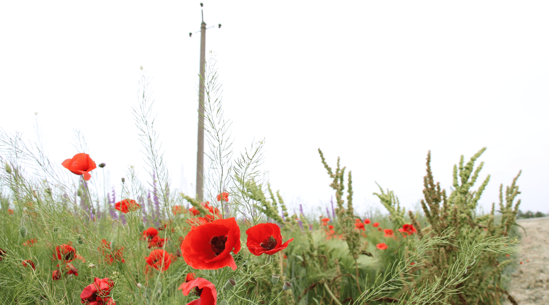 Социальные коммуникации